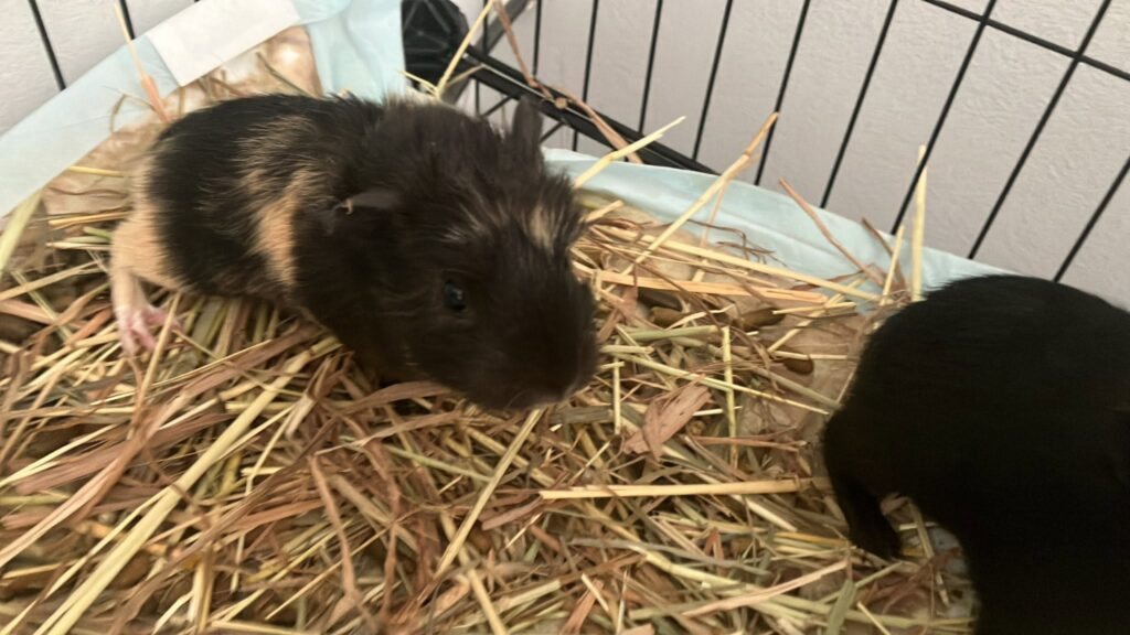 quiet withdrawn guinea pig hiding signs UK 