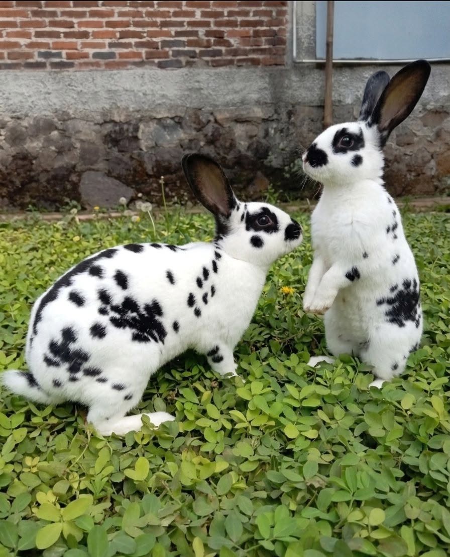 rabbit alert ears up watching environment UK