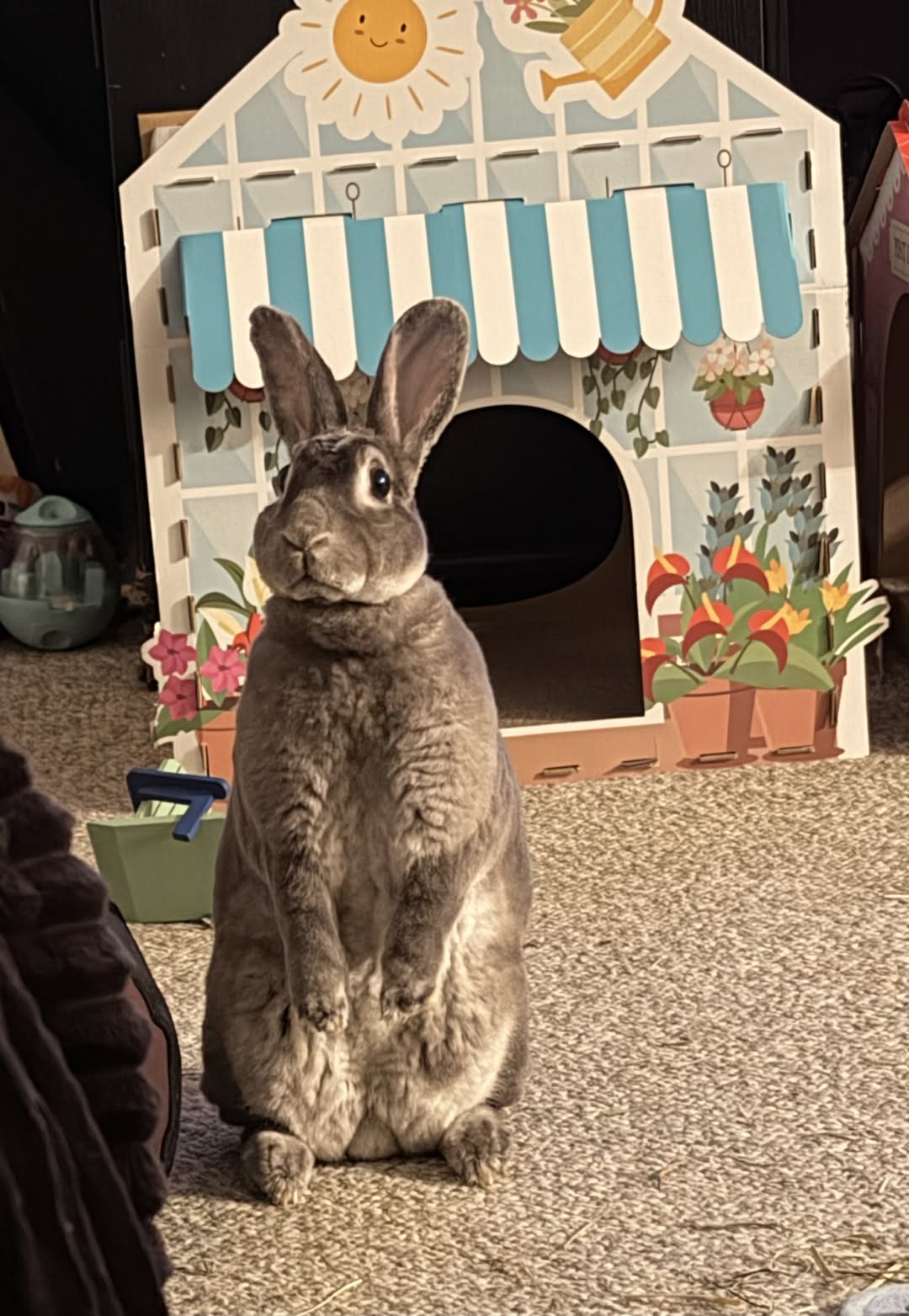 rabbit alert ready to thump hind legs UK