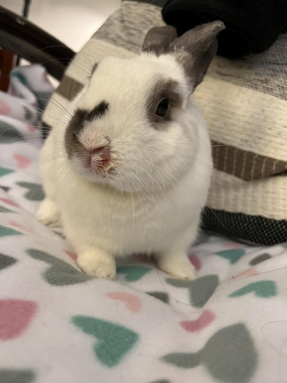 rabbit bite wound injury female pair fight consequence