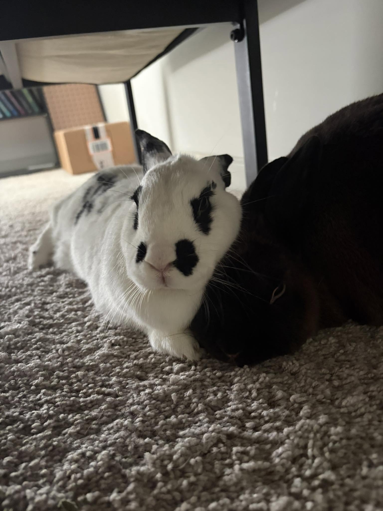 rabbit bonding neutral territory two rabbits introduction