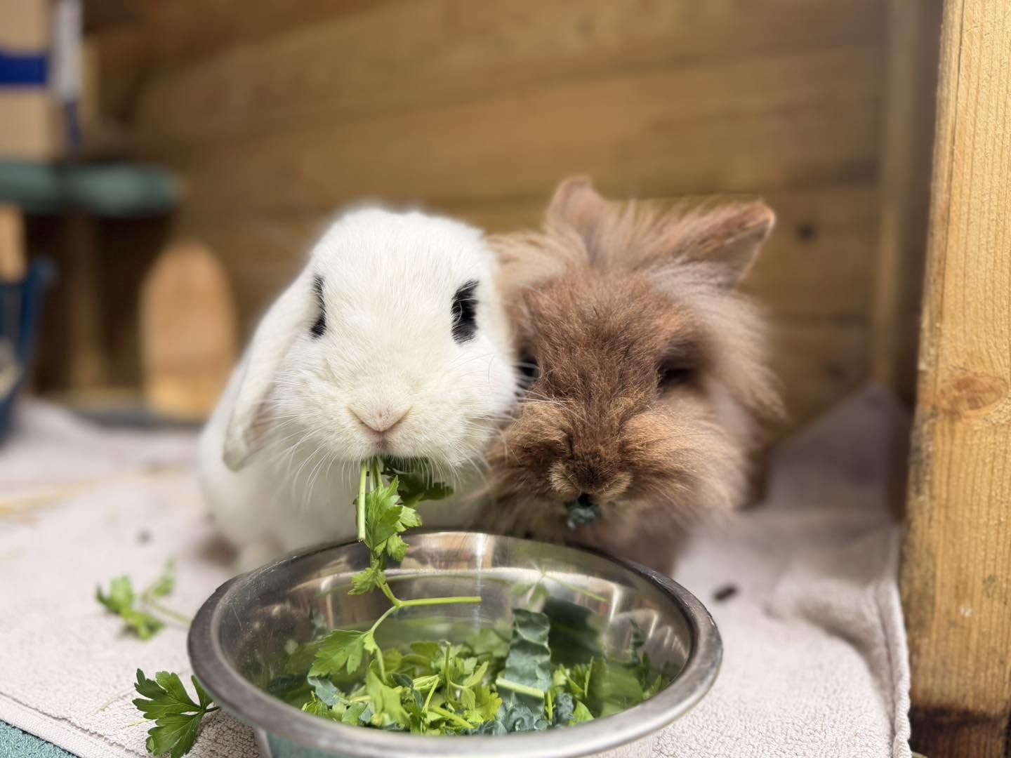 rabbit bored small hutch inadequate space enrichment