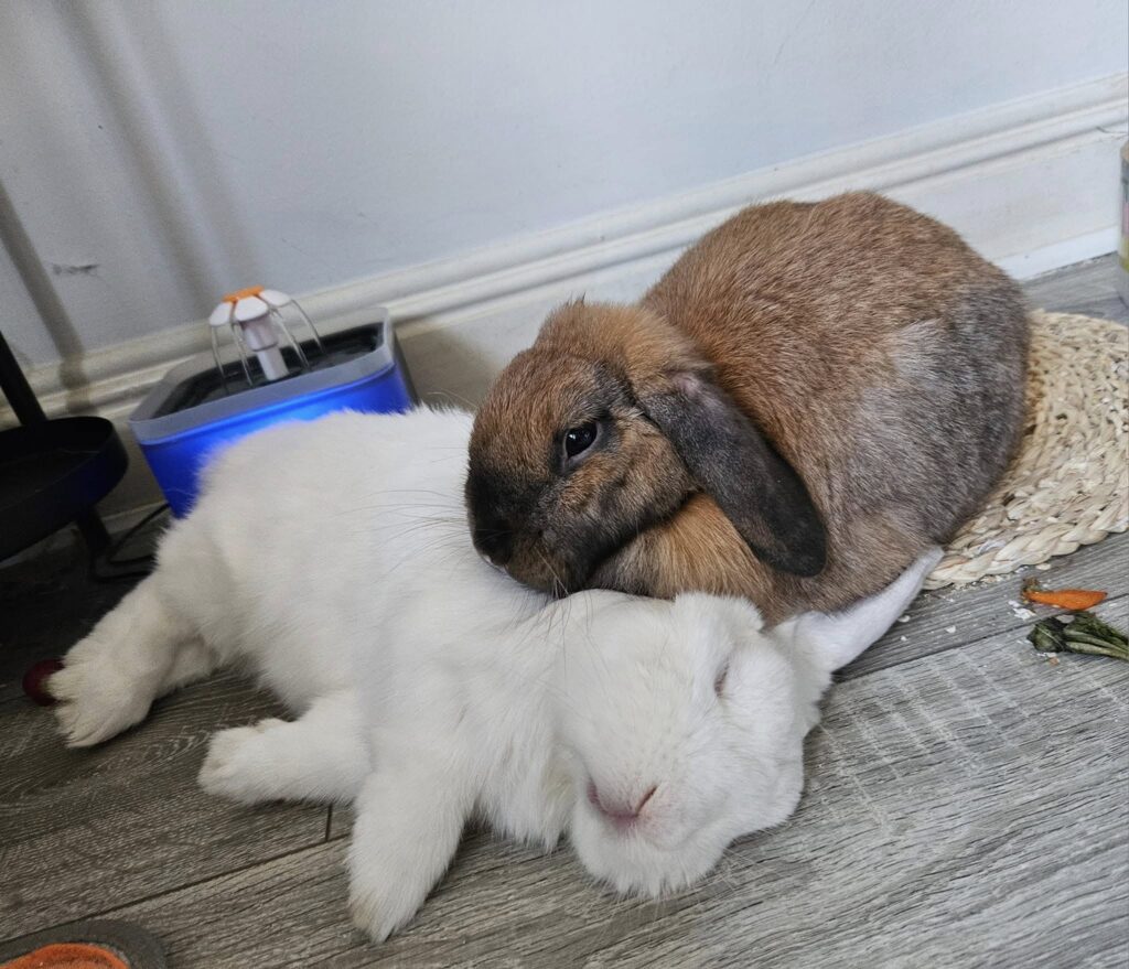 rabbit enrichment UK reduce stress night thumping 