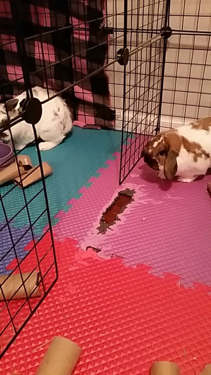 rabbit expressing displeasure stomping hutch