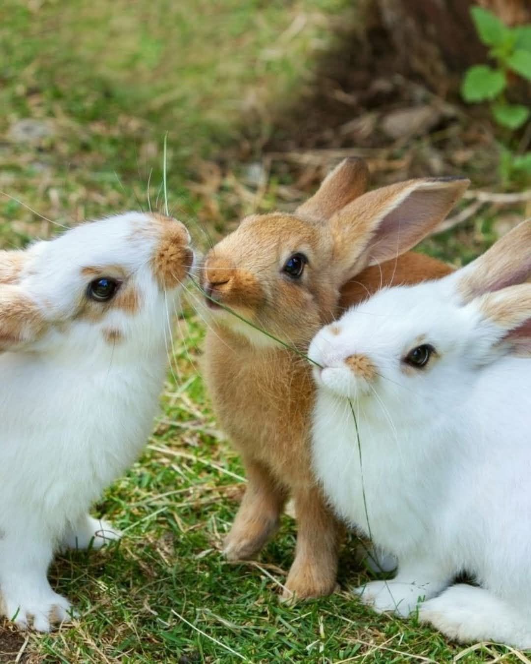 rabbit flystrike UK garden danger summer