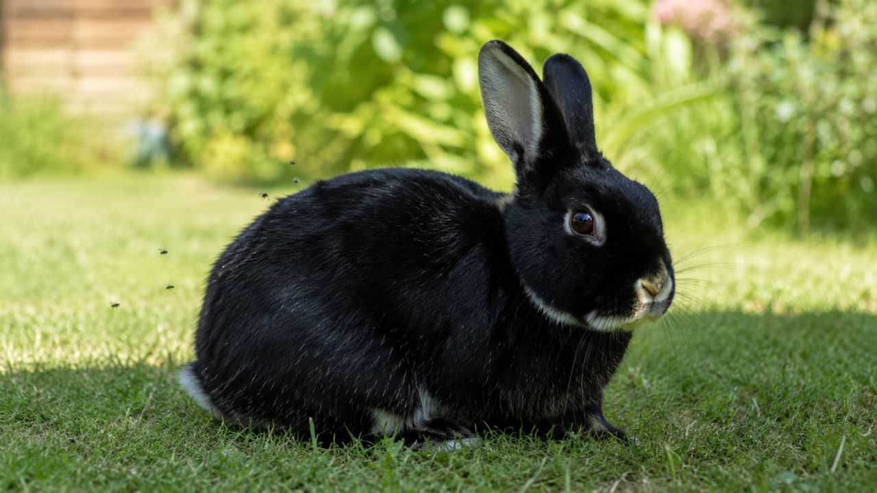 rabbit flystrike UK garden danger summer paradise pets