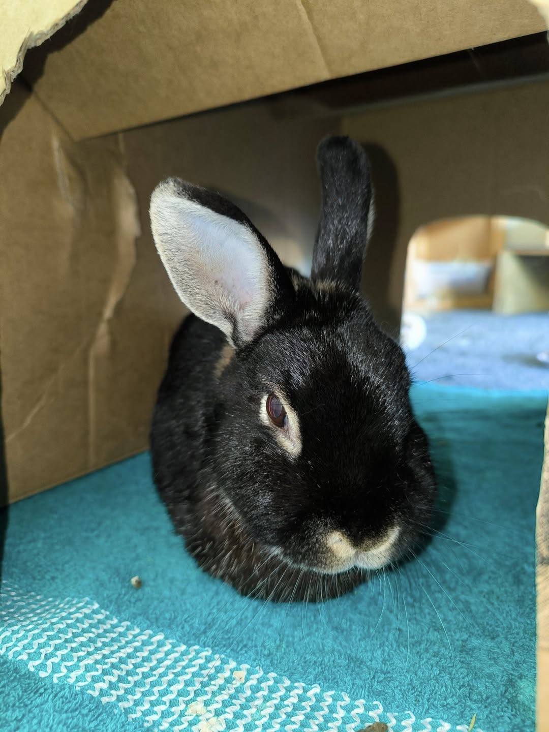 rabbit flystrike emergency UK vet treatment urgent
