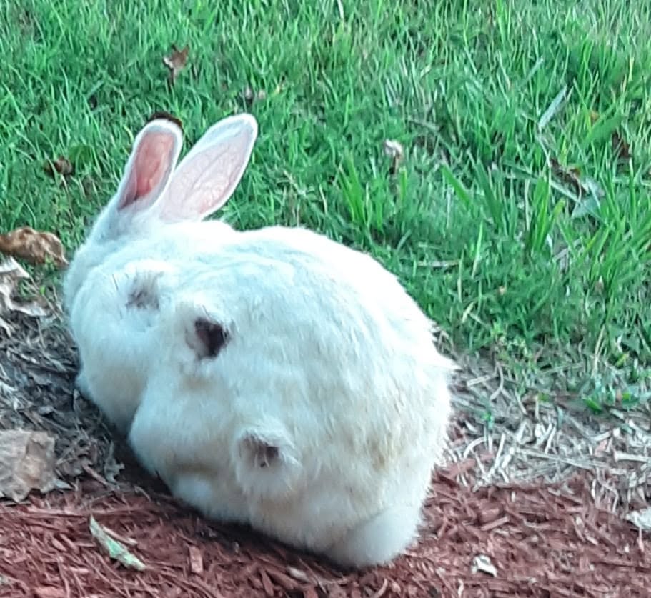 rabbit flystrike prevention rearguard UK summer