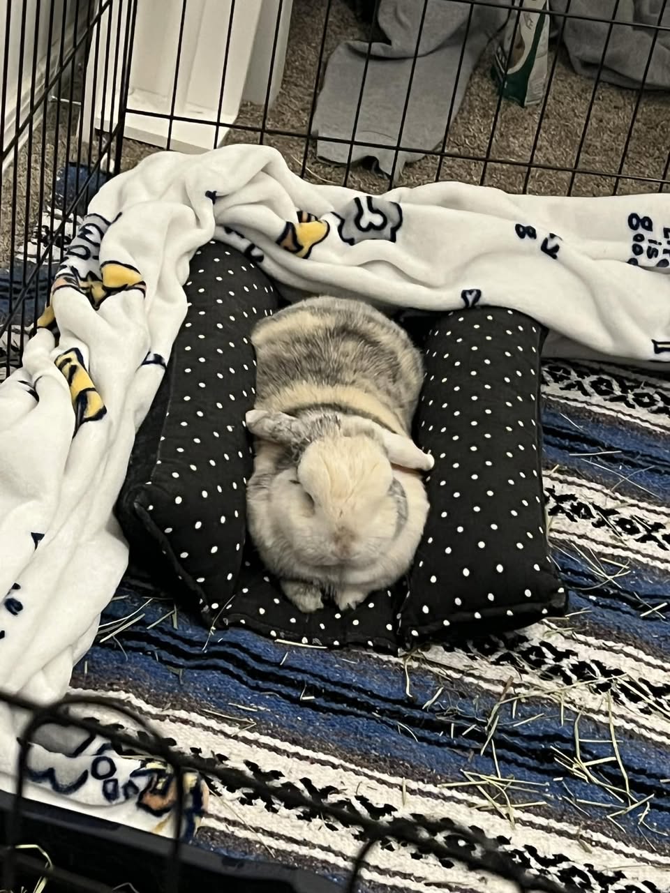 rabbit frozen alert watching after thump UK