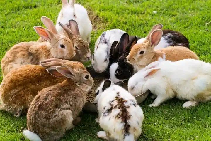 rabbit health signs diet check UK
