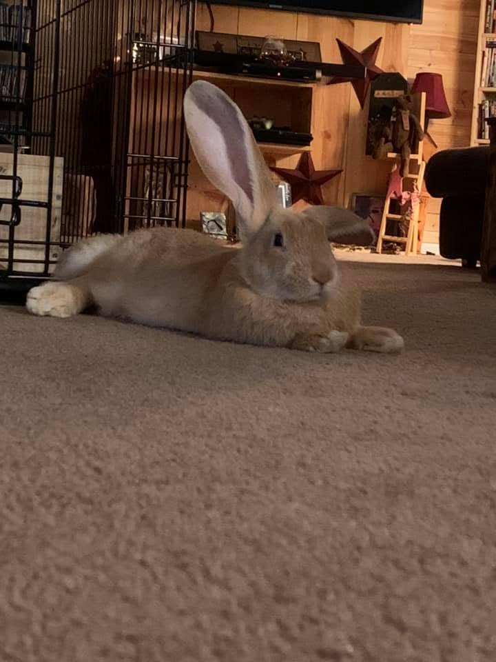 rabbit thumping back foot alarm behaviour UK