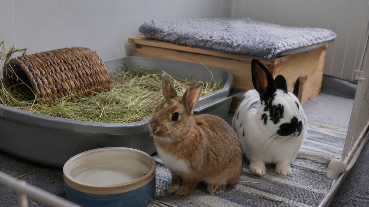 rabbit welfare advice before buying paradise pets swindon
