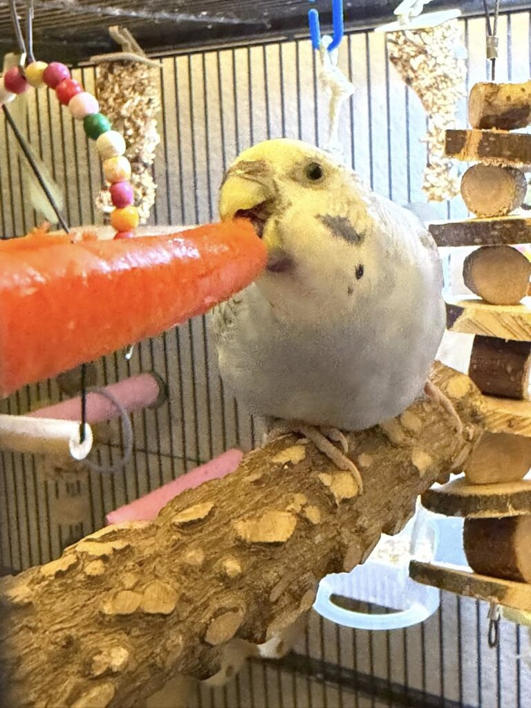 raw carrot pieces prepared for budgie
