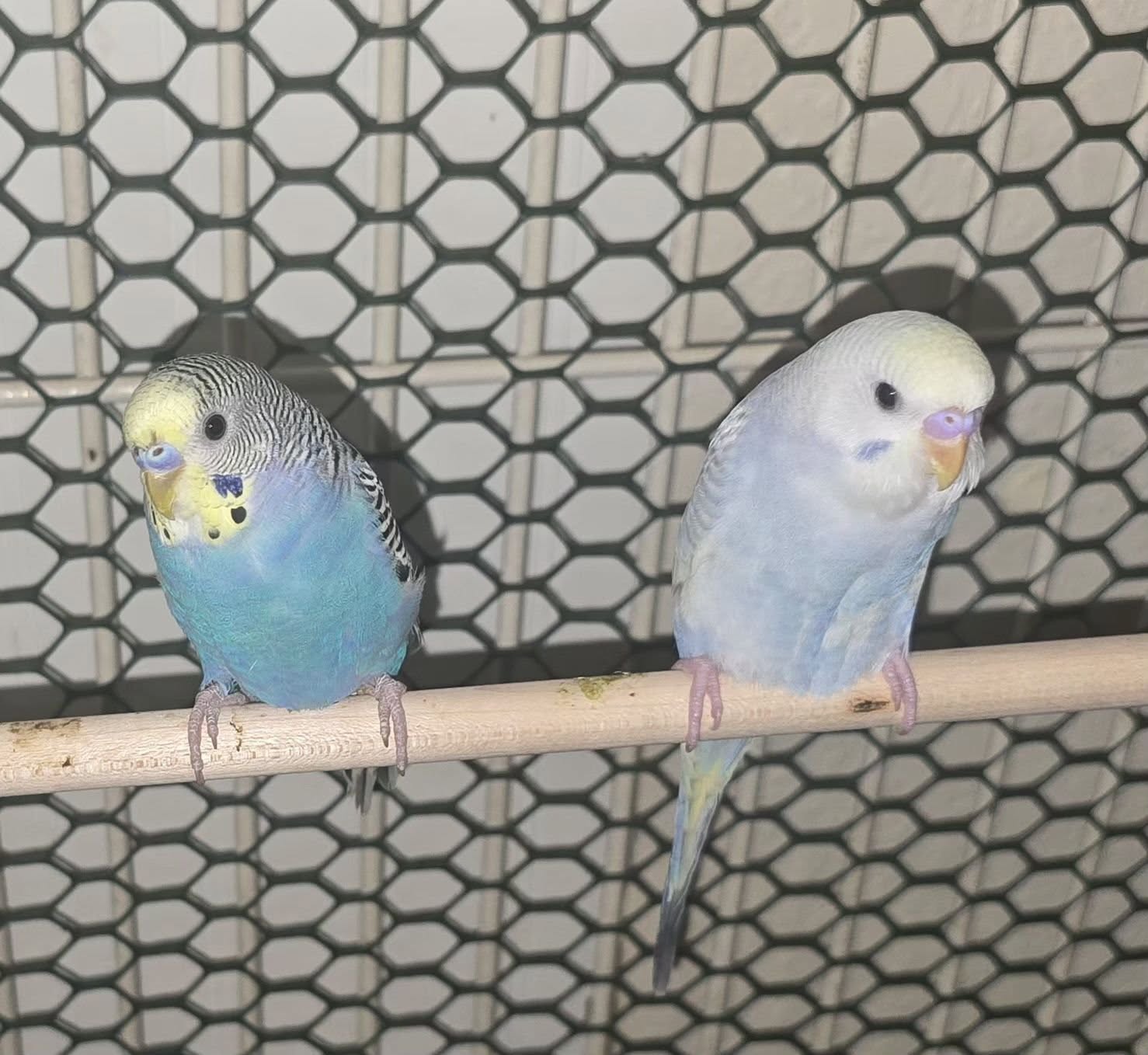 recovered healthy budgie feathers UK paradise pets