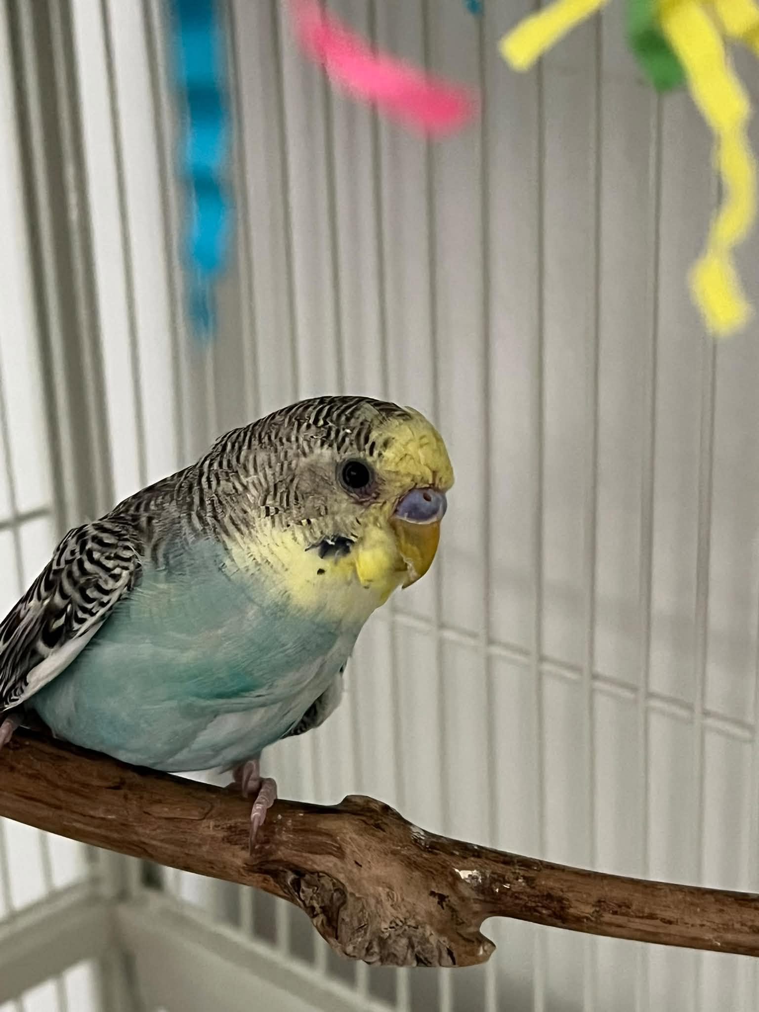 red mite Dermanyssus gallinae pet bird cage UK