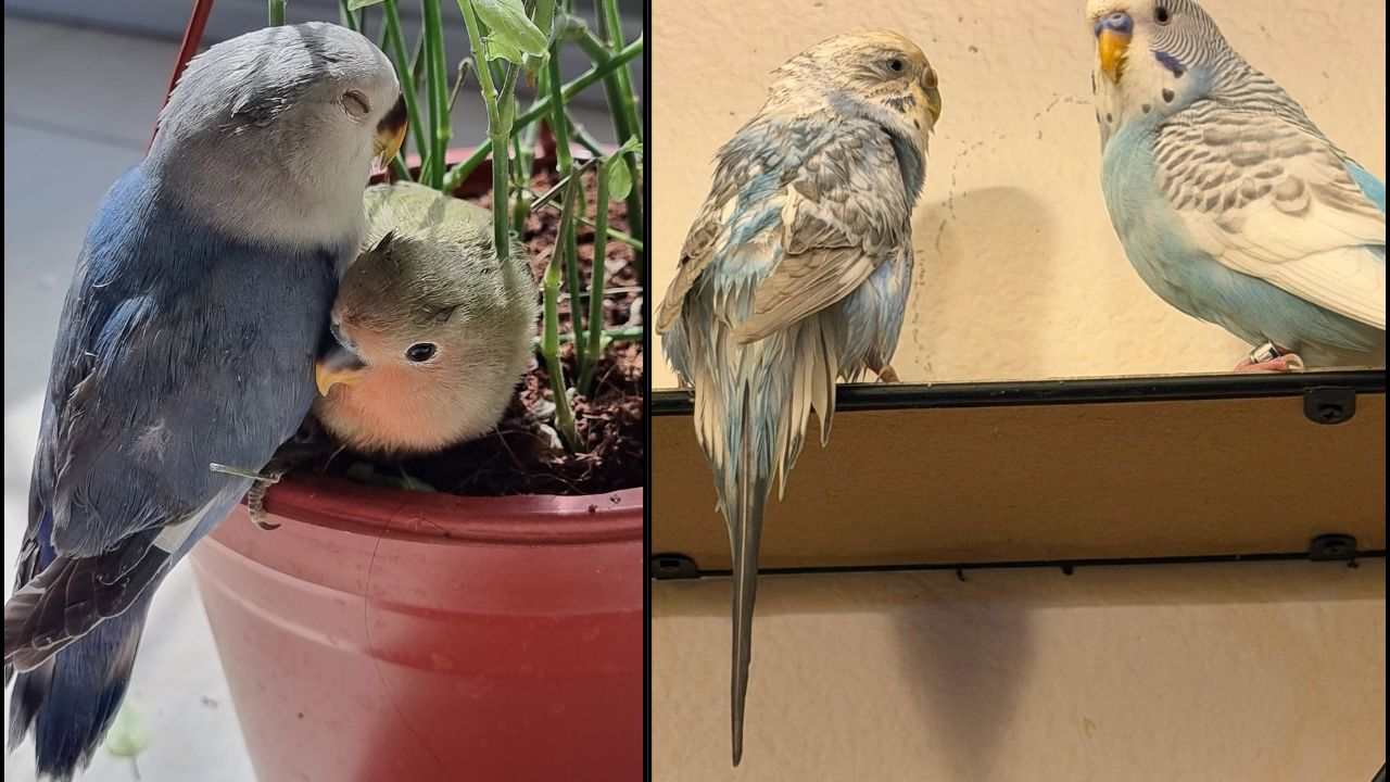 red mite pet bird cage UK guide