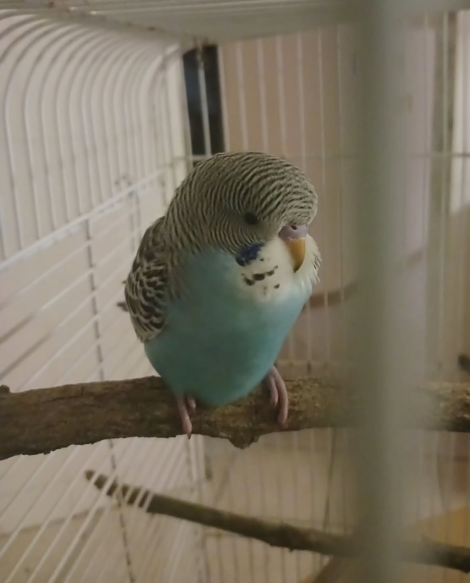 red mite prevention pet bird cage habits UK