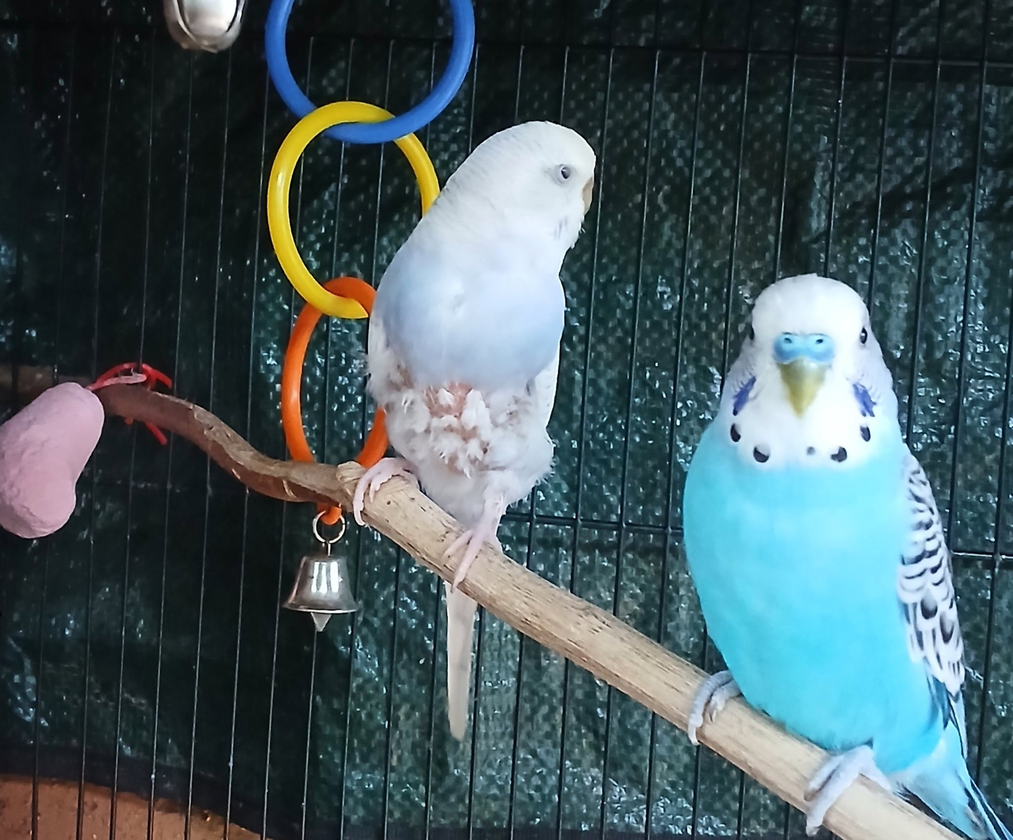 red mite white cloth test budgie UK feather loss