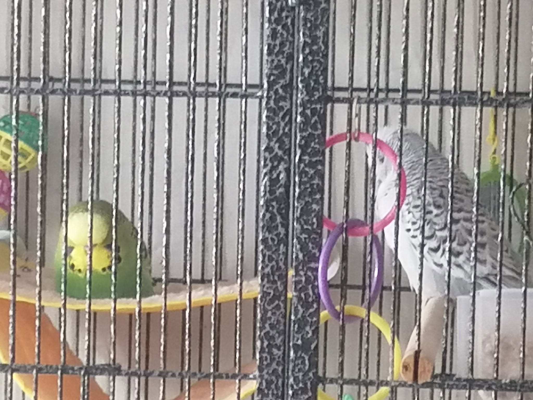 red mite white cloth test budgie cage UK 