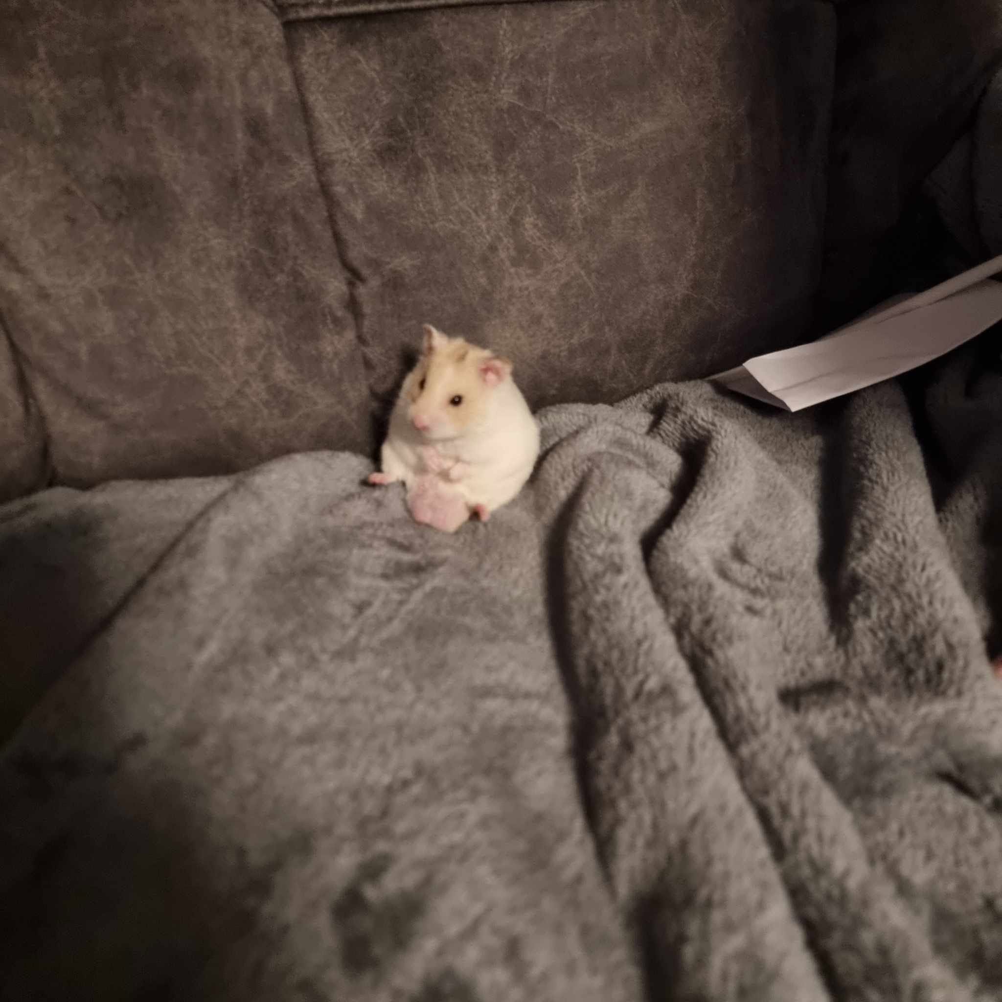 relaxed hamster foraging content calm posture
