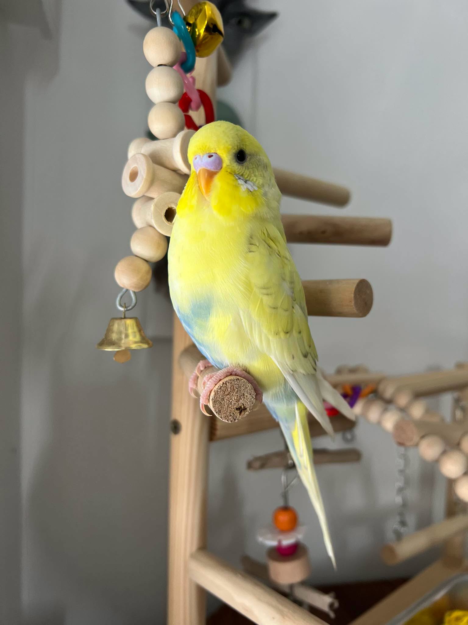 reputable breeder young budgie handled UK source 