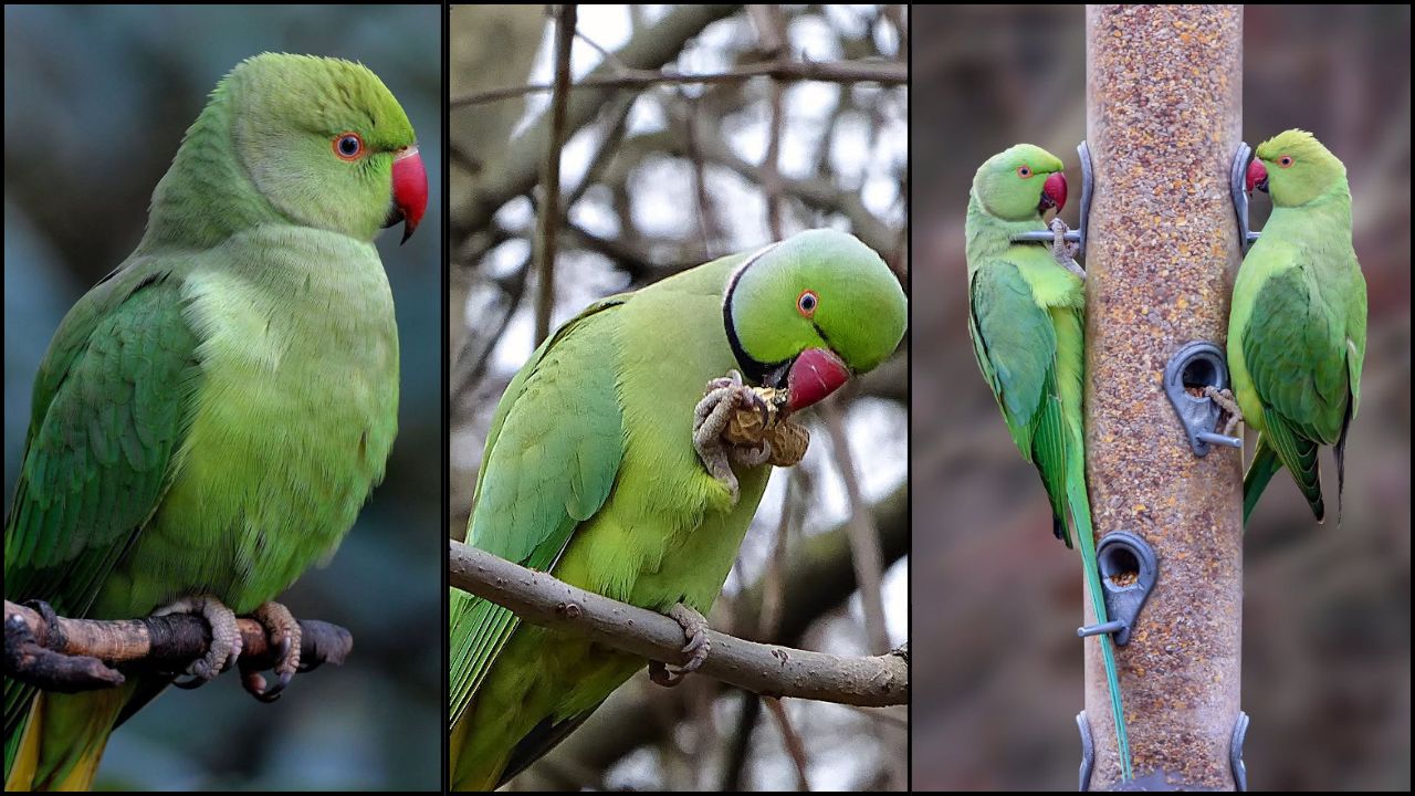 ring-necked parakeet UK garden pet bird disease risk 2026