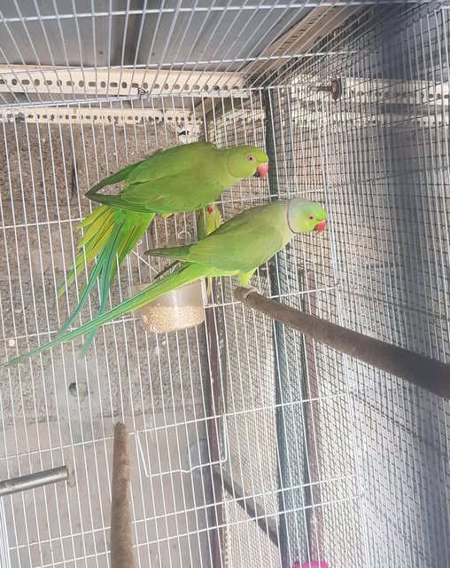 ring-necked parakeet enrichment cage UK daily care