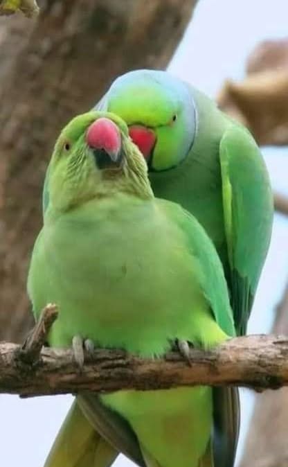 ring-necked parakeet range expansion UK 2026