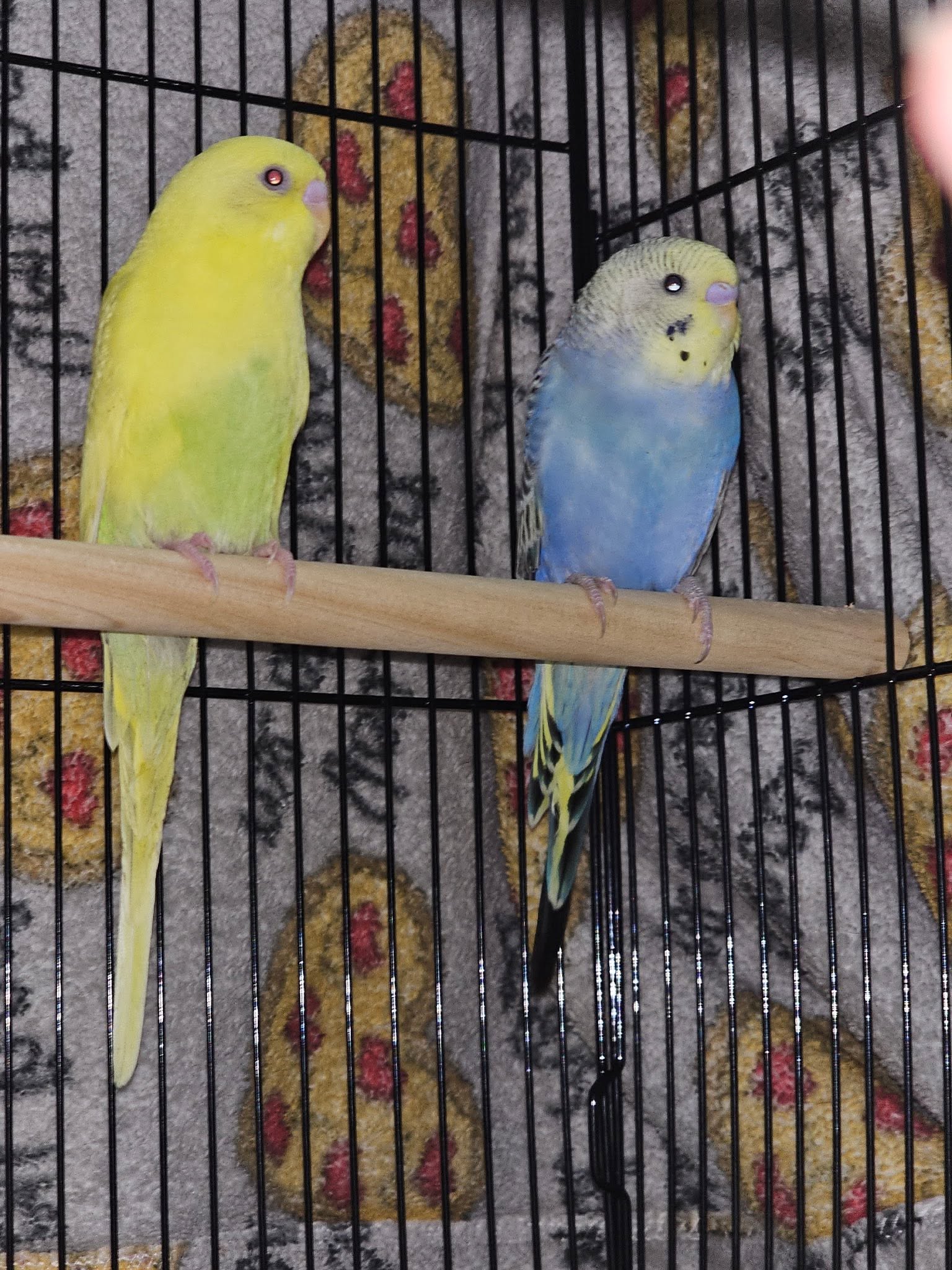 rising pet shop prices UK shelves stock 2026