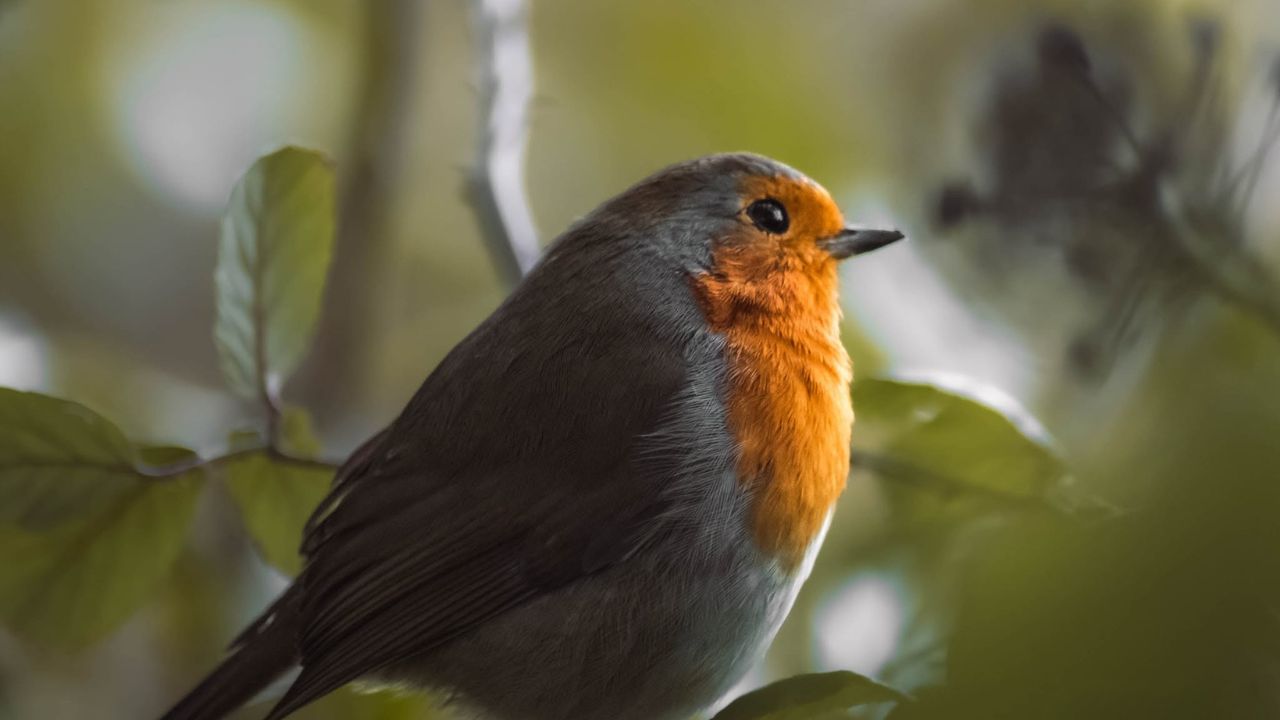  robin barometric pressure sensor UK garden bird 