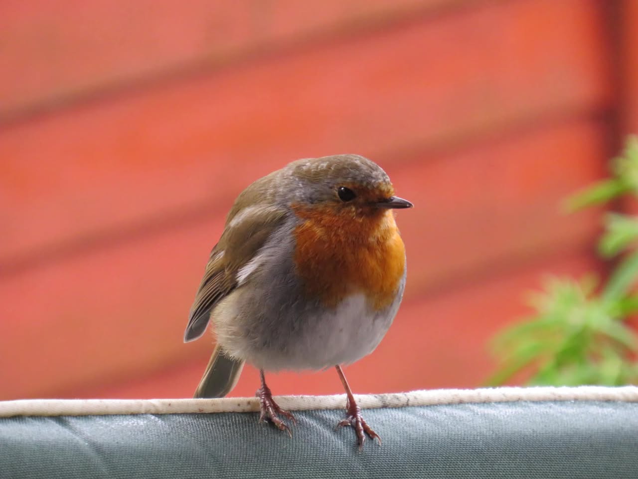 robin following gardener UK foraging behaviour