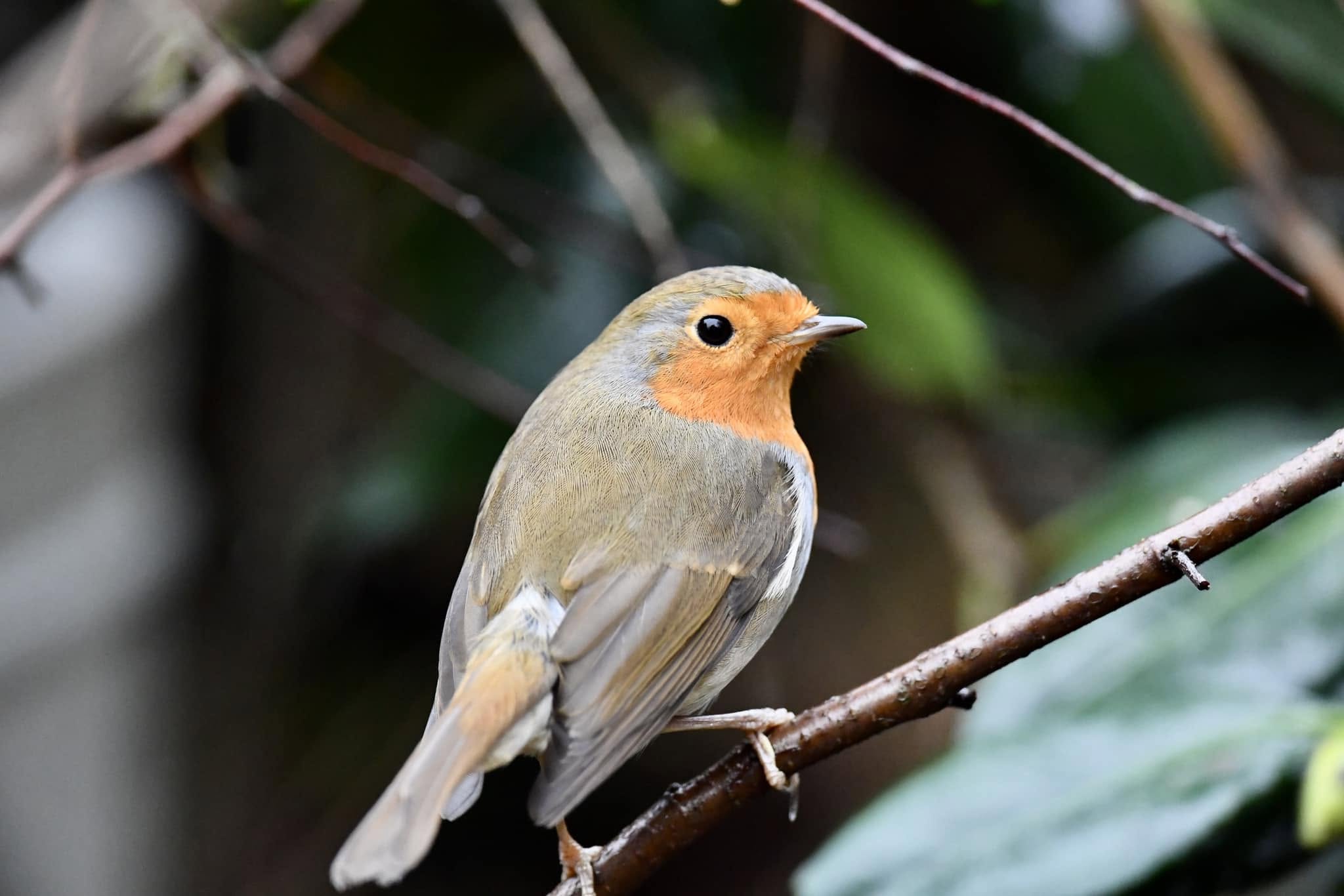 robin nesting February UK garden