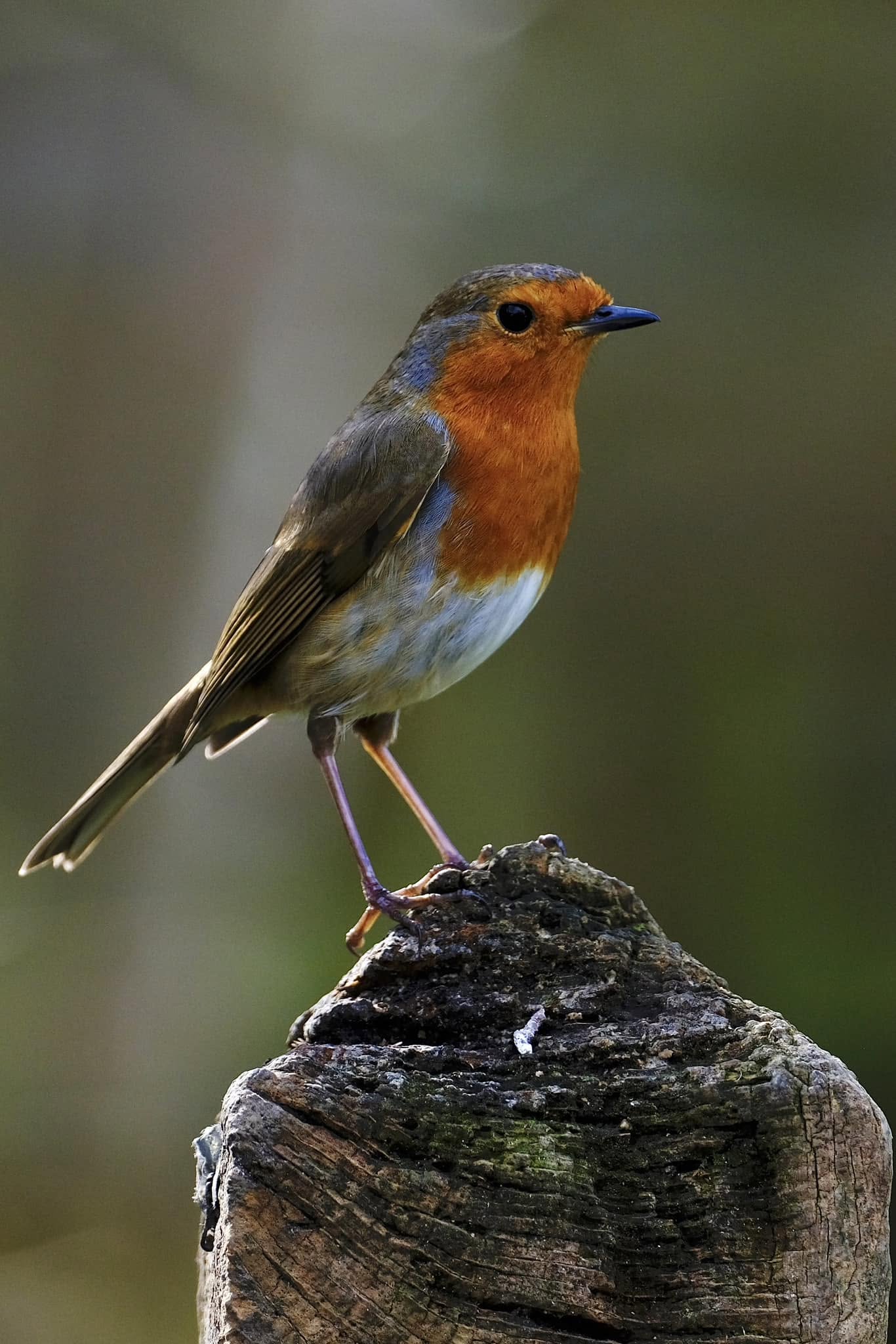 robin redbreast UK britain most loved bird garden