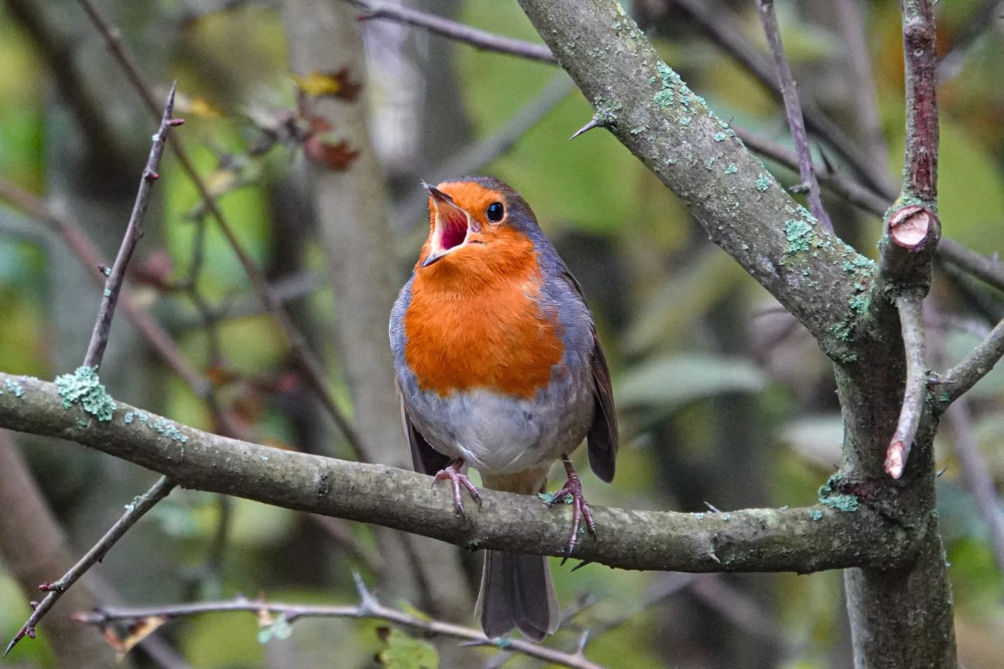 robin singing high exposed position UK fair weather