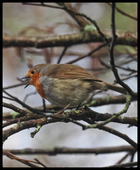 robin singing high position fair weather UK folklore 