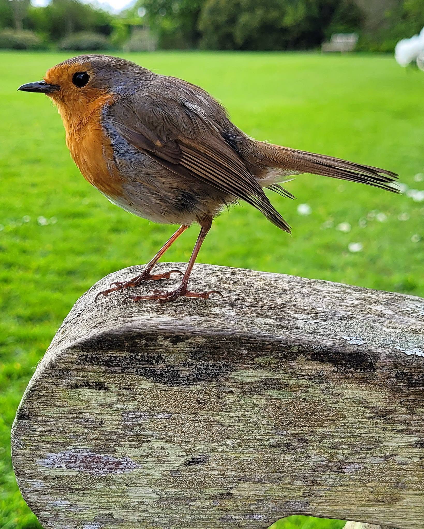 safe bird feeder hygiene updated guidance UK