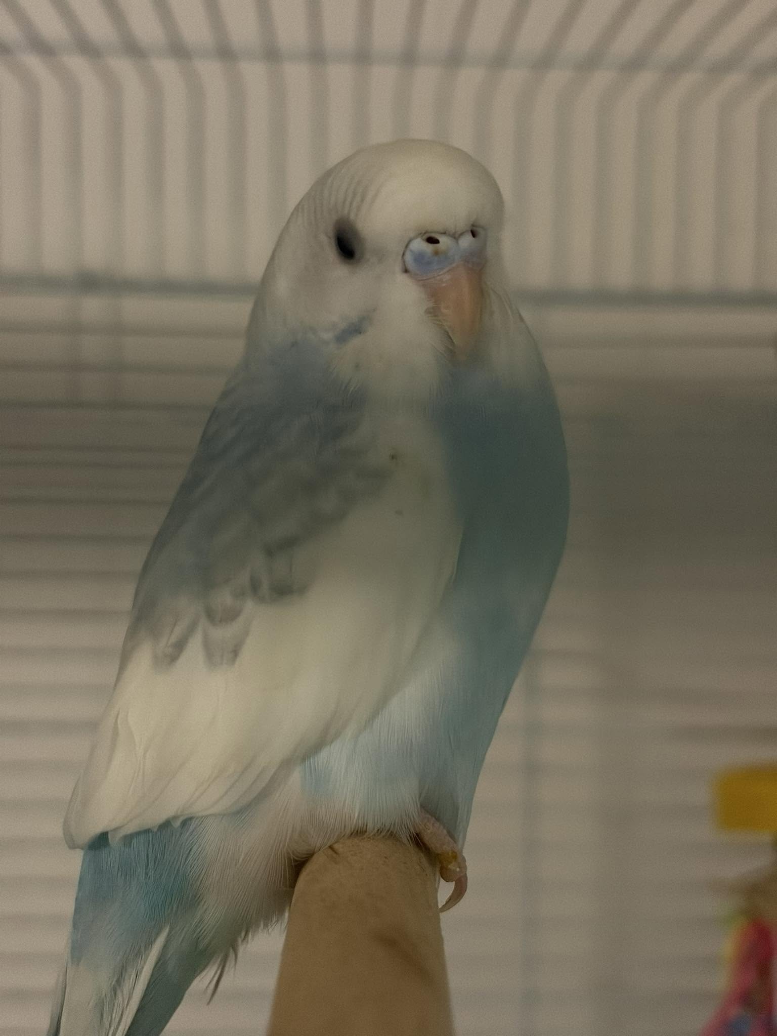 scaly face mite budgie honeycomb deposit UK 
