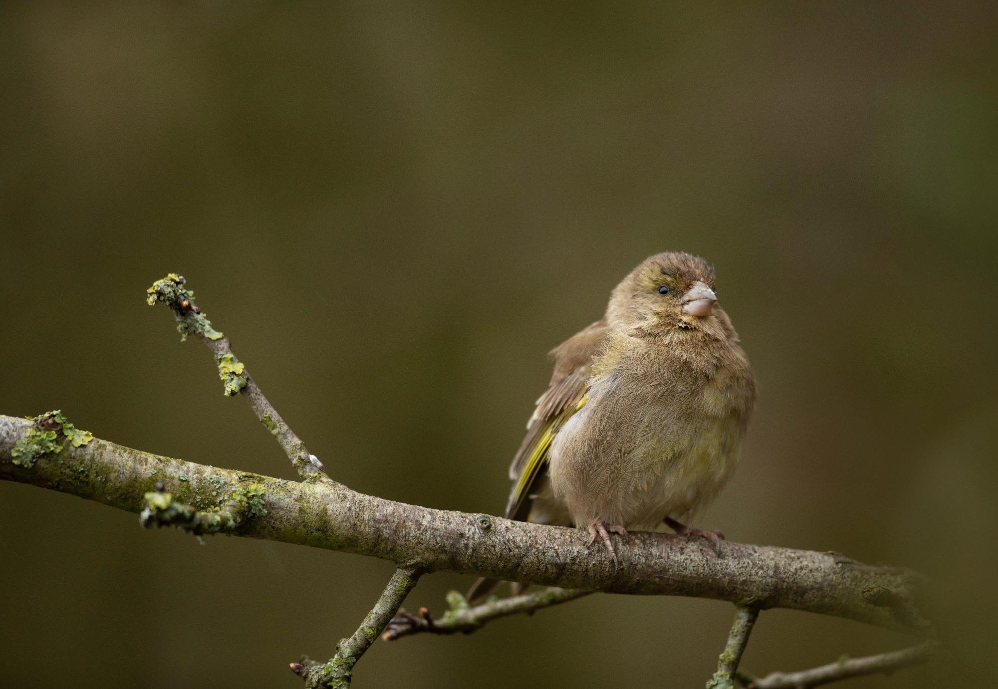 seasonal bird feeding guidance summer UK