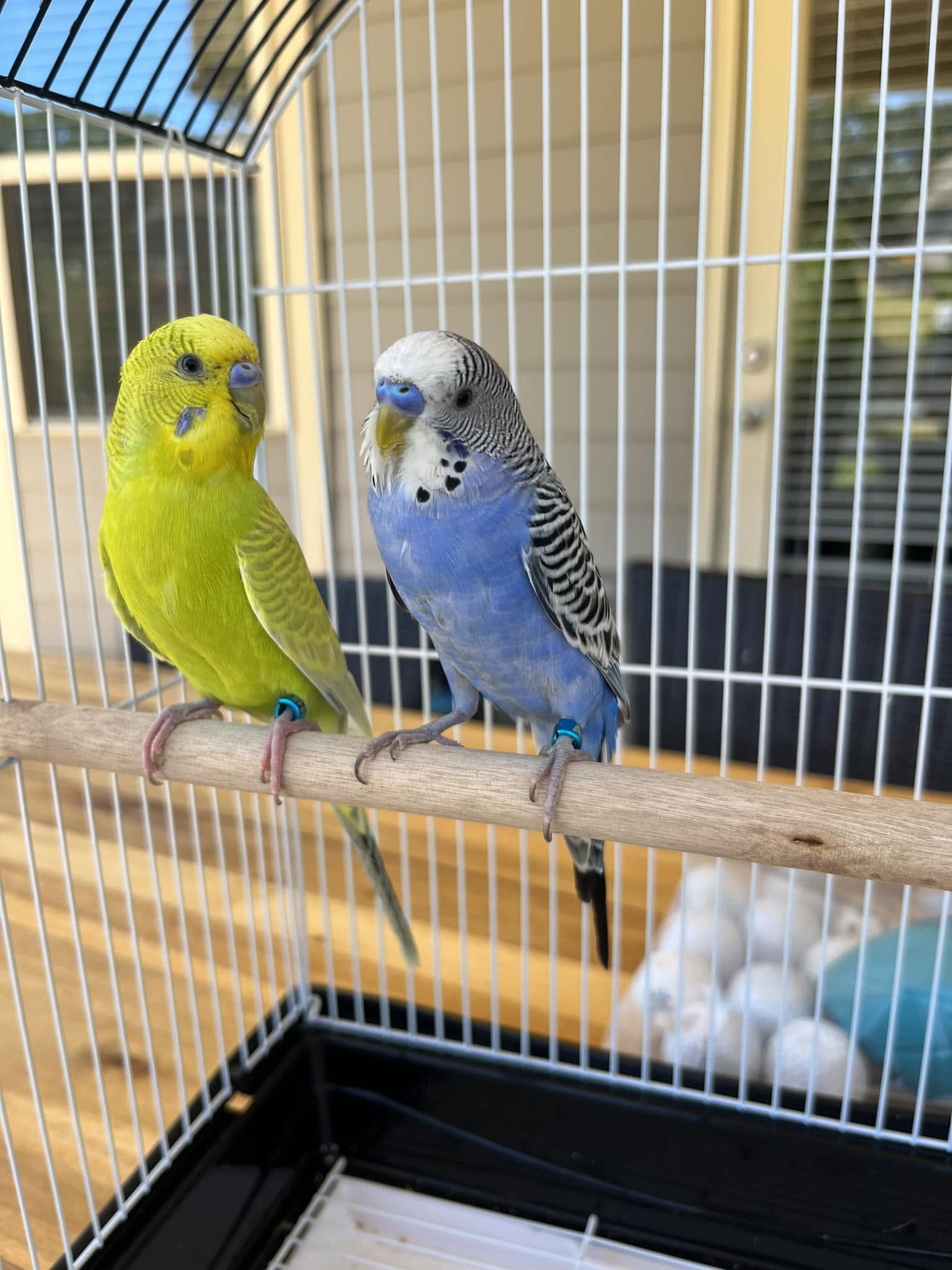 second budgie companion real social bond UK