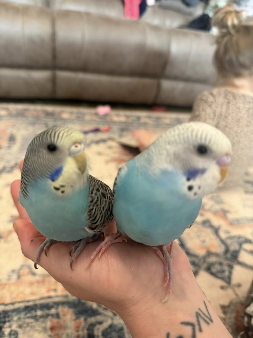 settled happy budgie Paradise Pets Swindon