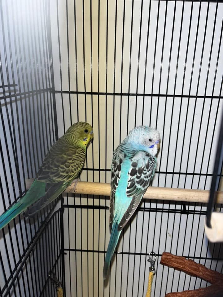 settling new bird week one no handling UK