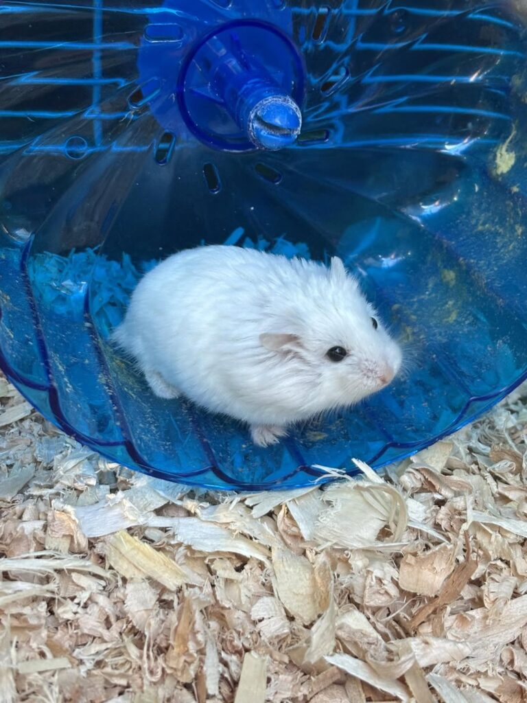 short haired Syrian hamster healthy UK home 