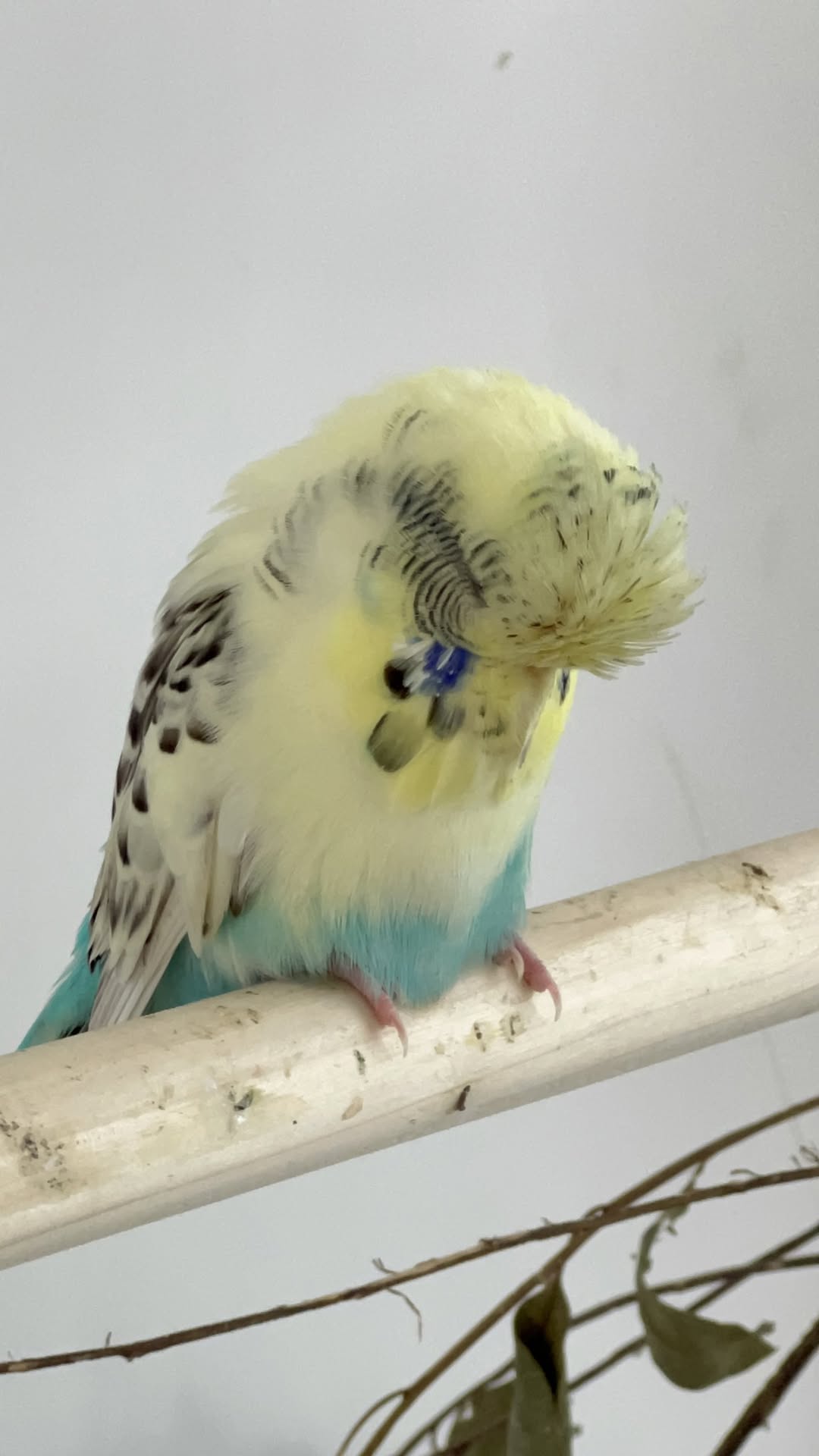 sick budgie respiratory infection fluffed on perch