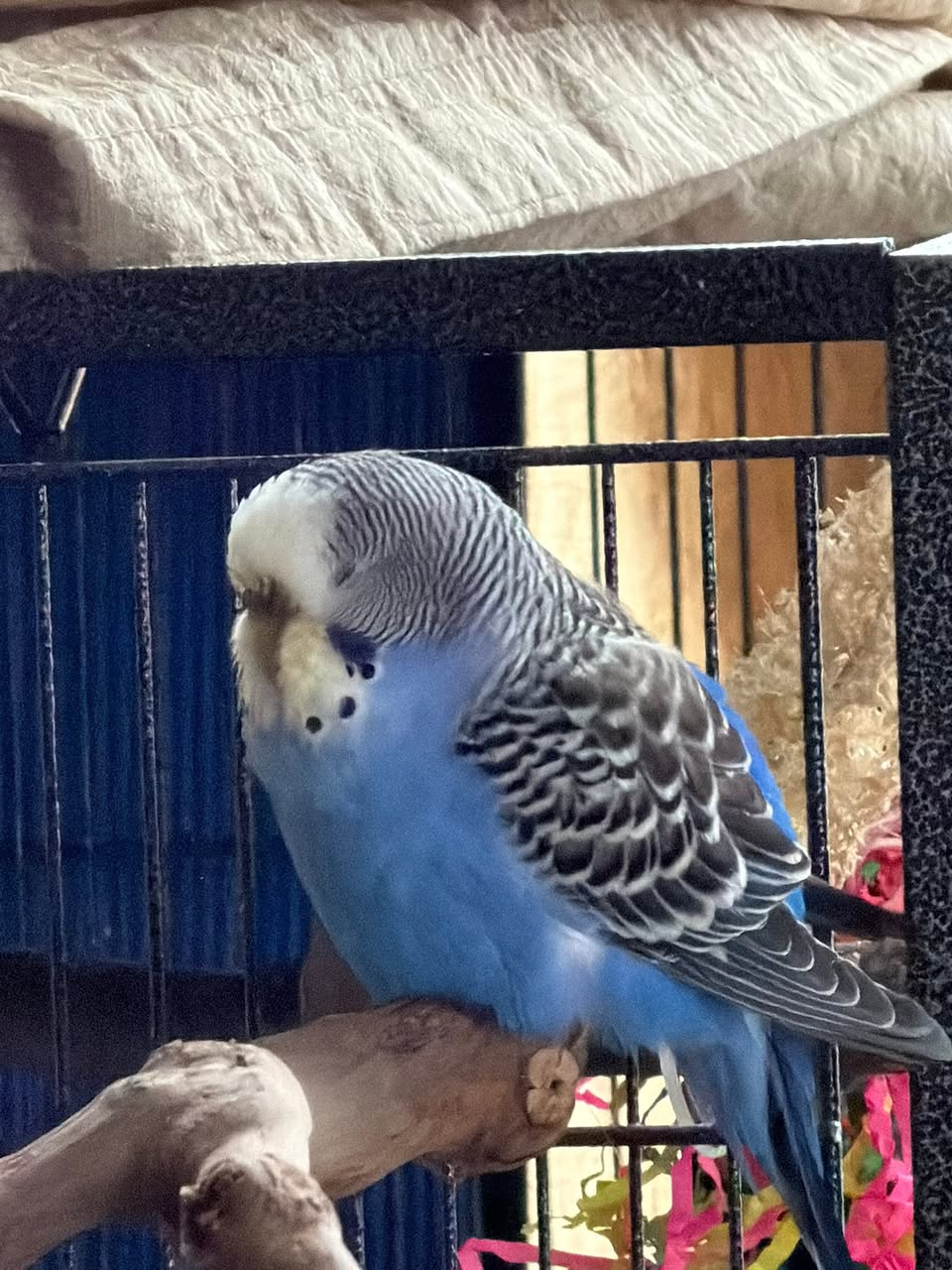 sick budgie signs UK when to see avian vet 