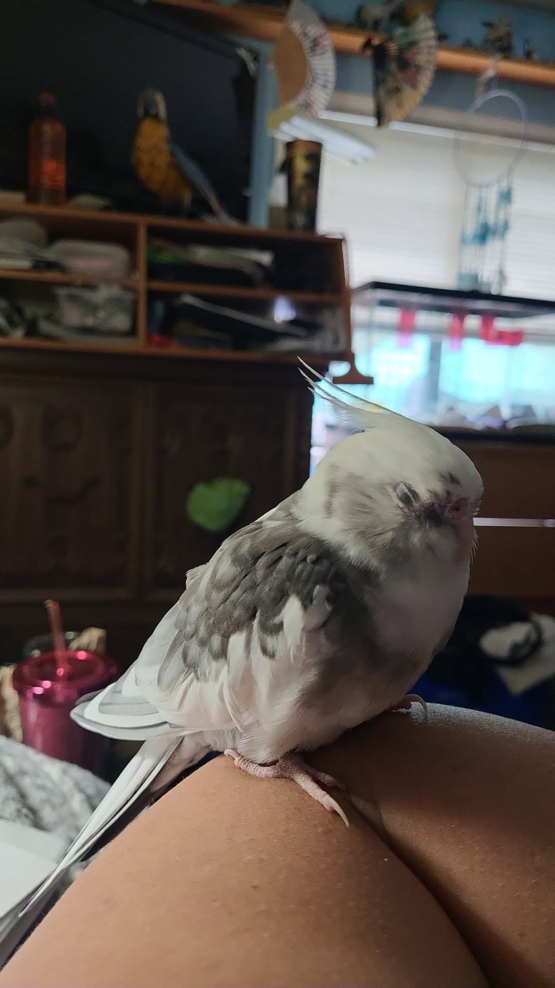 sick cockatiel fluffed feathers tail bobbing UK 