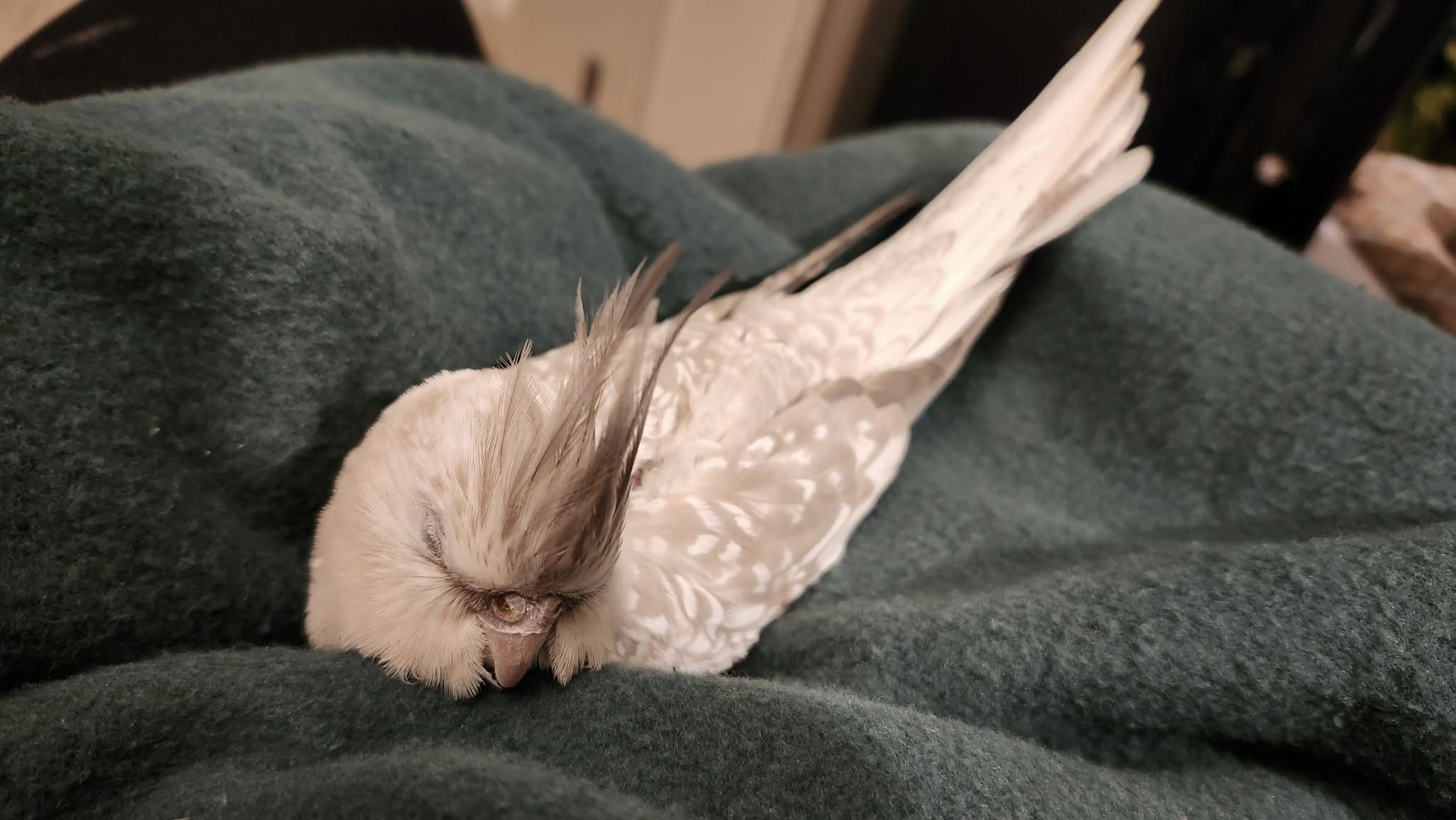 sick cockatiel keeping warm before vet visit UK