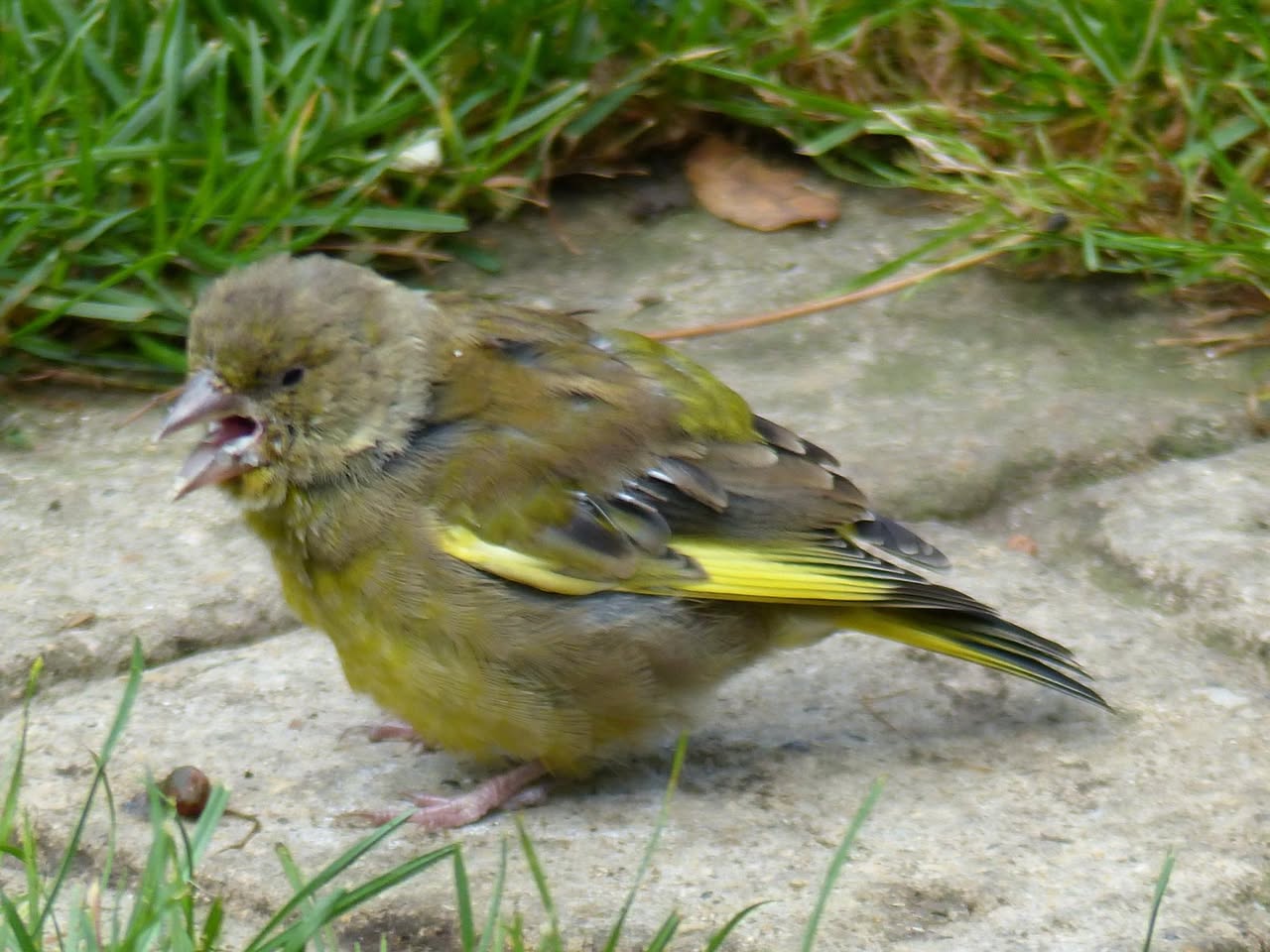 sick greenfinch trichomonosis garden bird UK