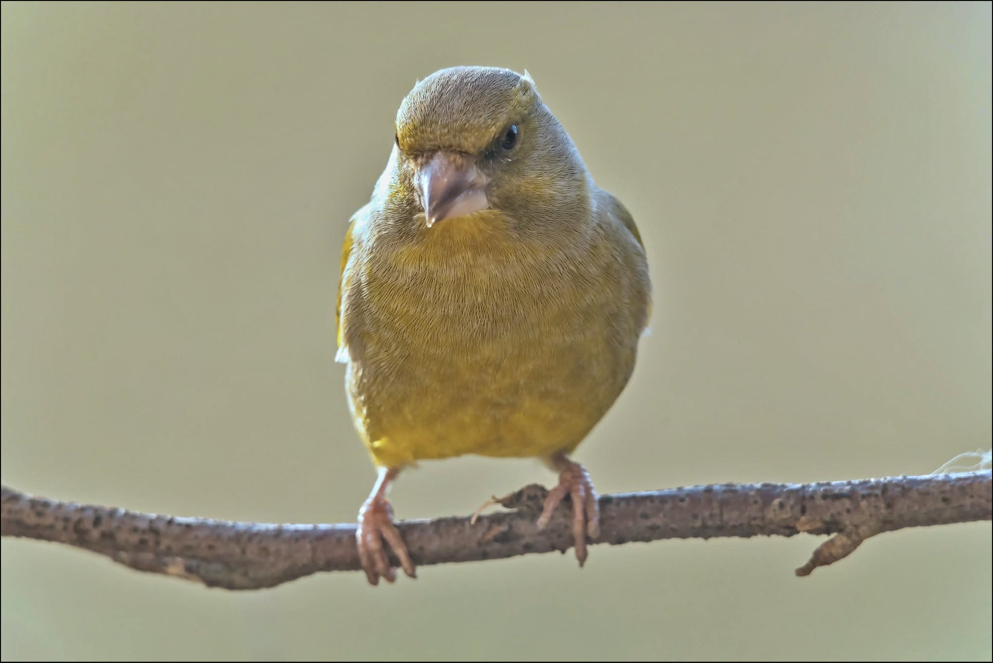 sick greenfinch trichomonosis matted feathers UK