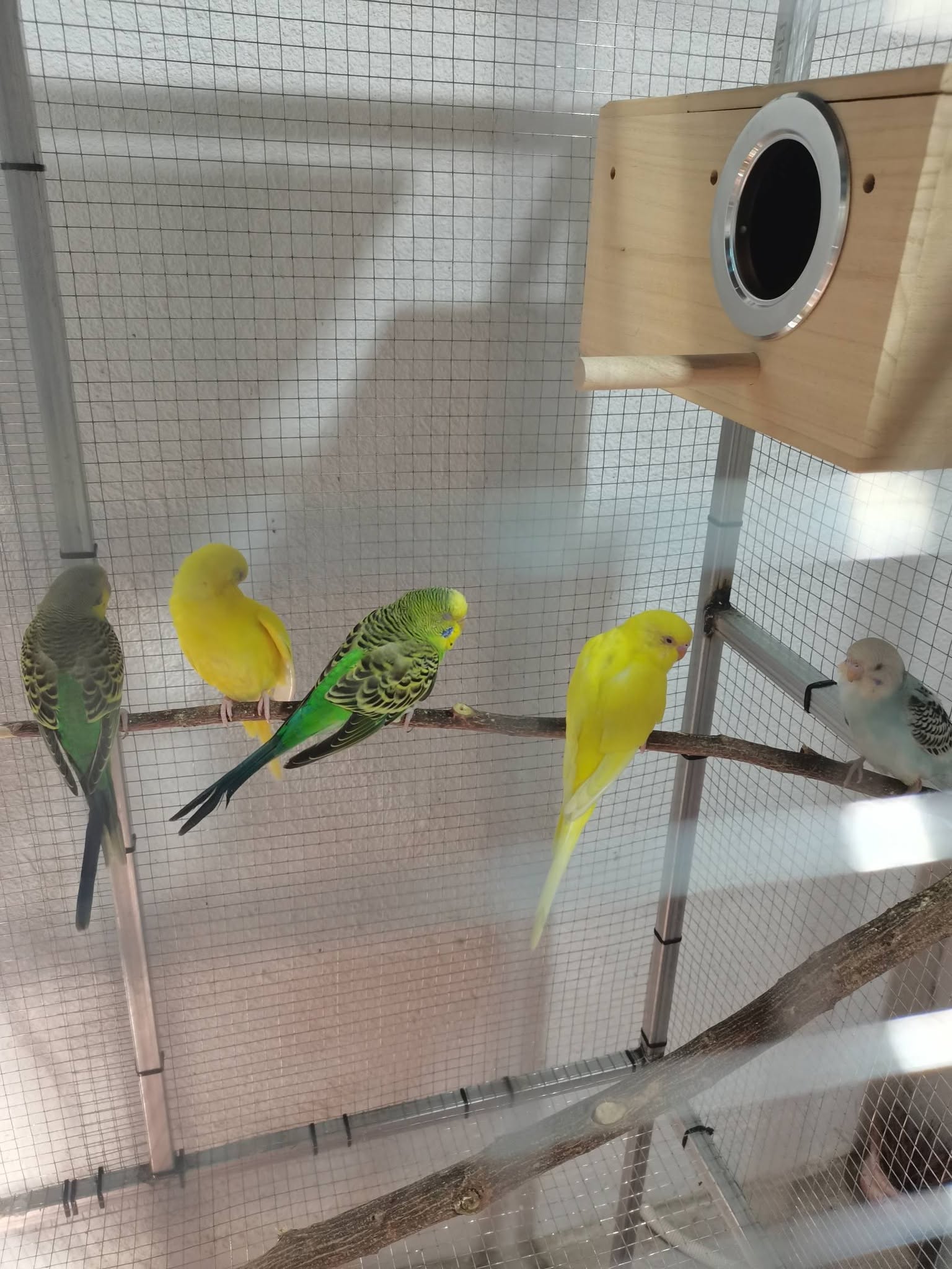 single budgie vs pair first time owner UK 