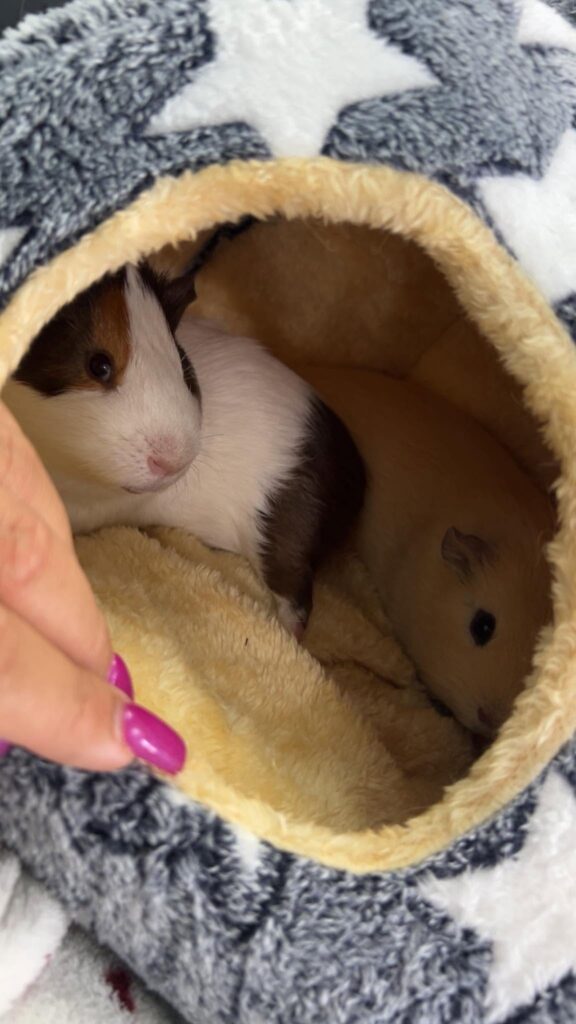 single guinea pig alone cage welfare UK